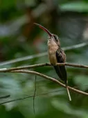 Phaethornis malaris