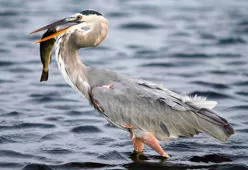 Ardea herodias