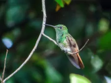 Saucerottia viridigaster