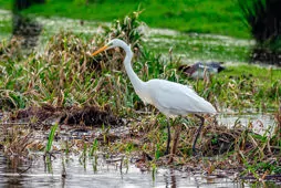 Ardea alba