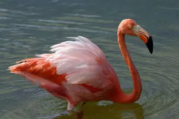 Phoenicopterus ruber/roseus