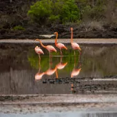 Phoenicopterus ruber