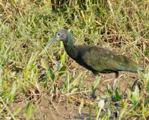 Mesembrinibis cayennensis