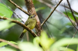Cryptopipo holochlora