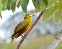 Psarocolius viridis