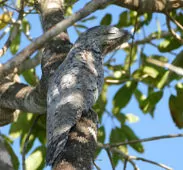 Nyctibius grandis