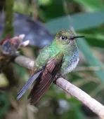 Haplophaedia aureliae
