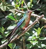 Pterophanes cyanopterus