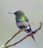 Discosura conversii