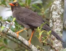 Turdus fuscater