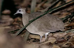 Tinamus major