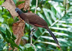 Ortalis cinereiceps