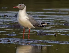 Chroicocephalus cirrocephalus
