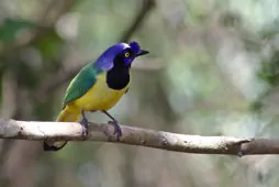 Cyanocorax yncas