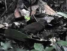 Sclerurus albigularis