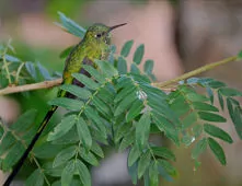 Lesbia nuna