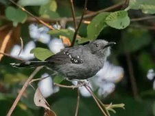 Cercomacra cinerascens