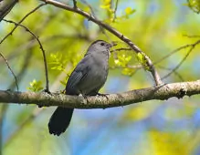 Dumetella carolinensis