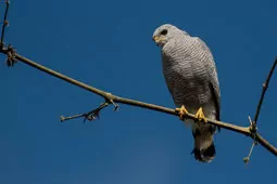 Buteo nitidus