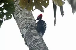 Campephilus gayaquilensis