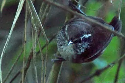 Henicorhina anachoreta
