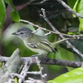 Tolmomyias poliocephalus