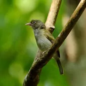 Hylophilus semicinereus