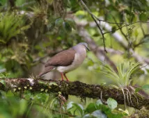 Leptotila plumbeiceps