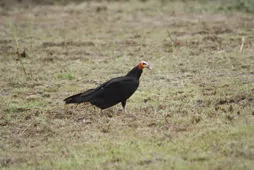 Cathartes melambrotus