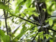 Snowornis subalaris