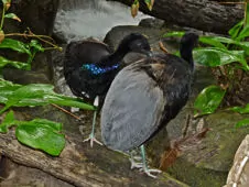 Psophia crepitans
