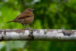Turdus hauxwelli
