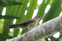 Turdus sanchezorum