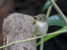 Lophotriccus galeatus