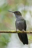 Haplophaedia lugens