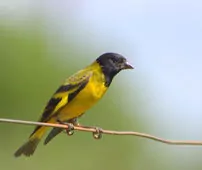 Spinus magellanicus