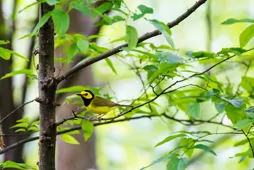 Setophaga citrina
