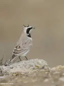 Eremophila alpestris