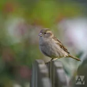 Passer domesticus