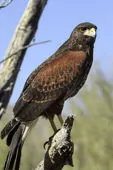 Parabuteo unicinctus