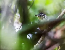 Hypocnemis flavescens