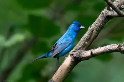 Passerina cyanea