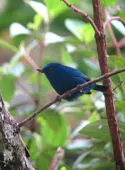 Diglossa indigotica