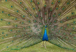 Pavo cristatus (Domestic type)