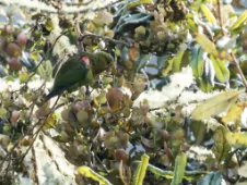 Hapalopsittaca fuertesi