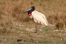 Jabiru mycteria