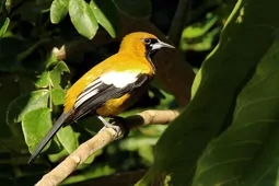 Icterus leucopteryx
