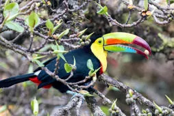 Ramphastos sulfuratus