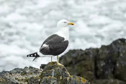 Larus dominicanus