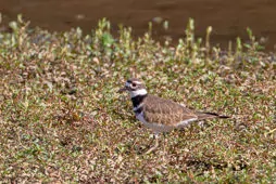 Charadrius vociferus